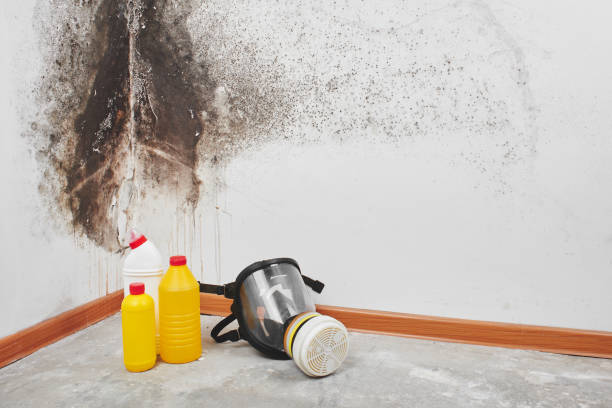 Best Toxic Mold Removal  in Rockdale, TX