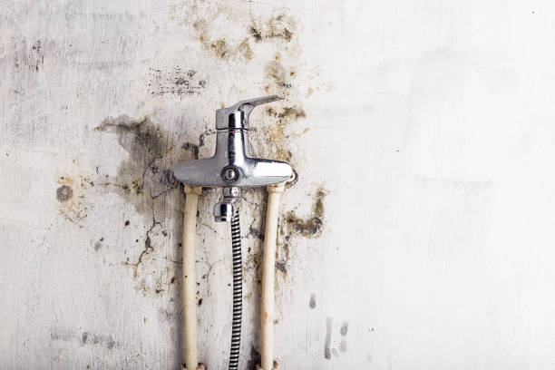 Best Black Mold Removal  in Rockdale, TX