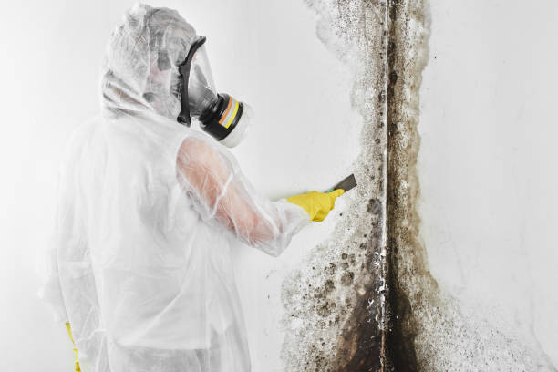 Best Mold Damage Repair  in Rockdale, TX