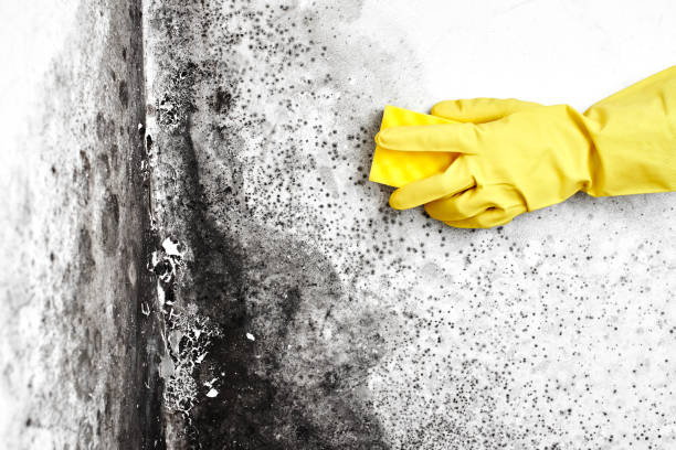 Best Affordable Mold Removal  in Rockdale, TX