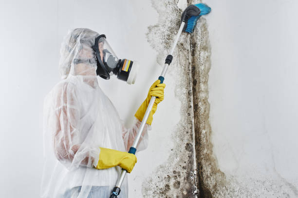 Best Emergency Mold Removal  in Rockdale, TX