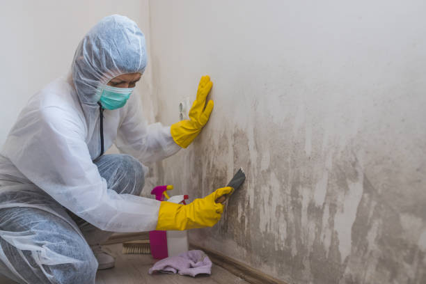 Best Mold Inspection  in Rockdale, TX