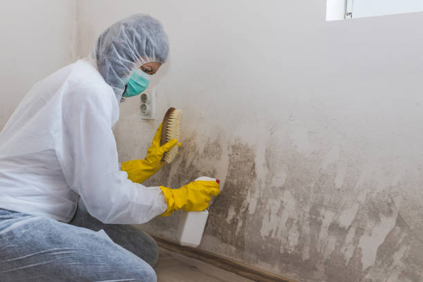 Best Mold Damage Repair  in Rockdale, TX