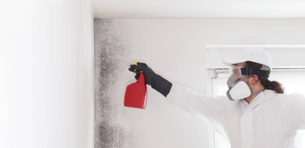 Best Attic Mold Removal  in Rockdale, TX