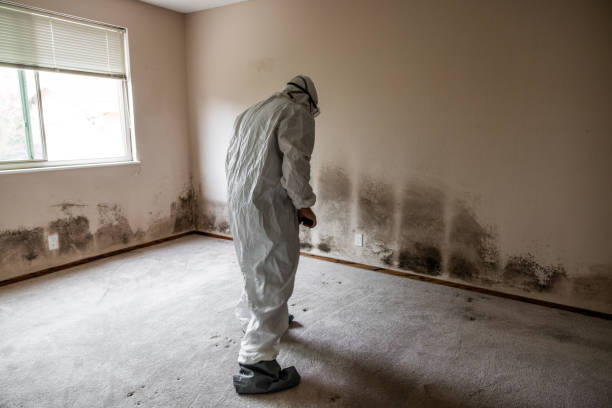 Best Mold Cleaning Services  in Rockdale, TX