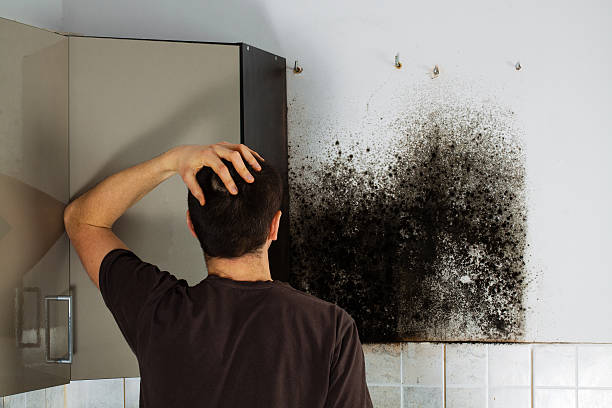 Reliable Rockdale, TX Mold Removal Solutions